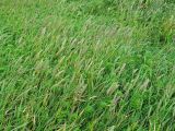 Hordeum brachyantherum. Цветущие растения. Камчатский край, Алеутский р-н, о-в Медный, гавань Преображенская, луг. 18.08.2017.