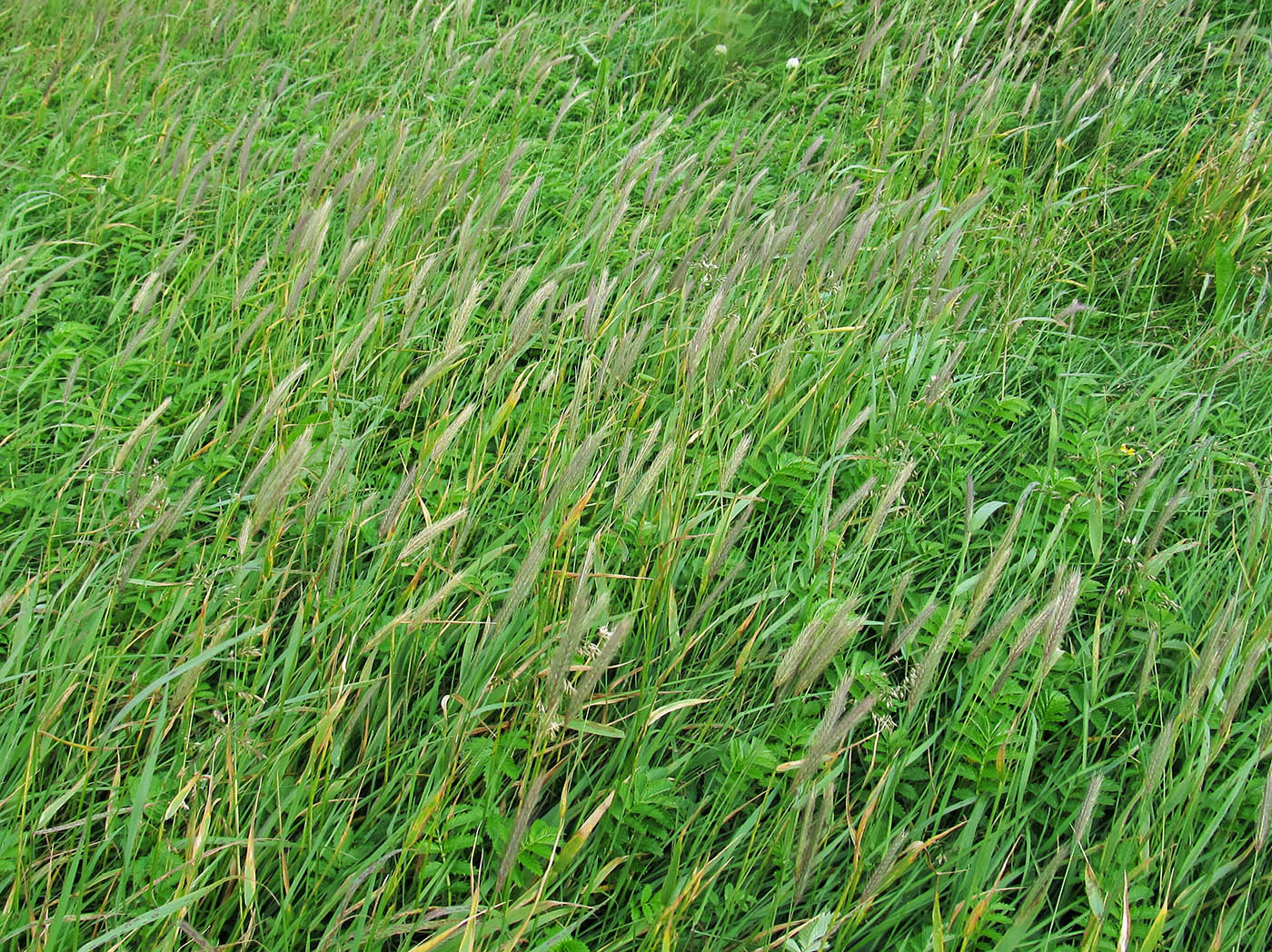 Image of Hordeum brachyantherum specimen.