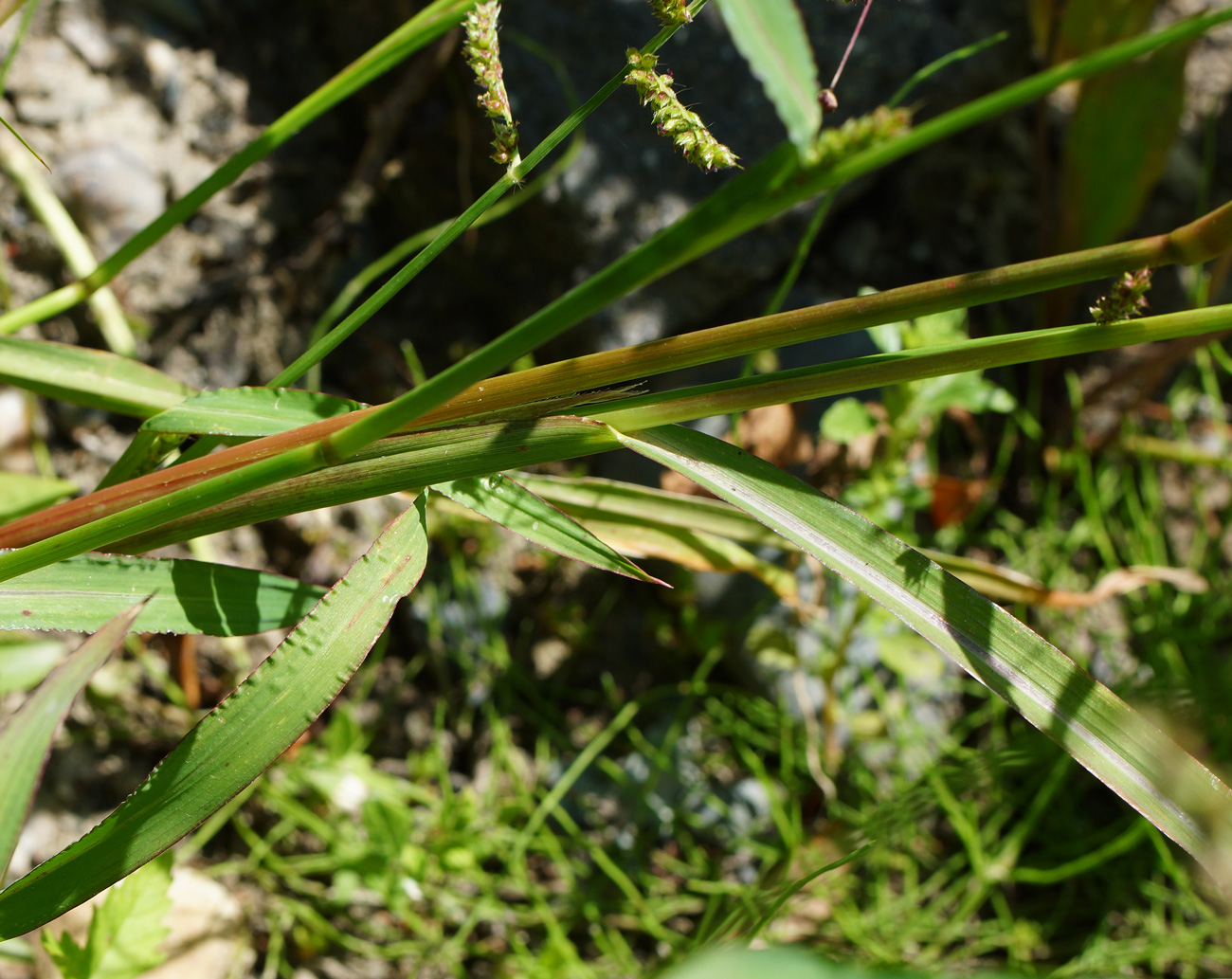 Изображение особи Echinochloa crus-galli.