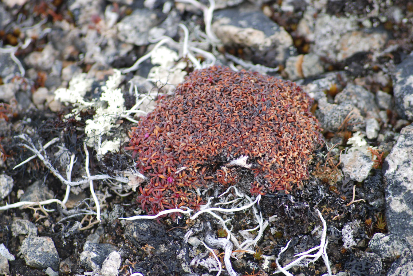 Изображение особи Douglasia ochotensis.