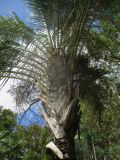 Dypsis decaryi. Средняя часть отплодоносившего растения. Австралия, Квинсленд, г. Бирва, зоопарк Australia Zoo. 28.12.2016.