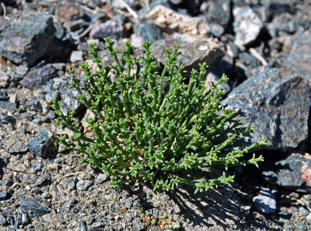 Изображение особи Anabasis brevifolia.