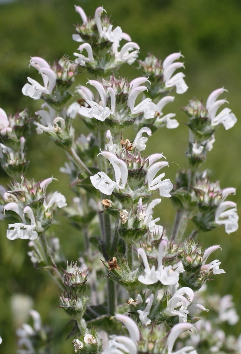 Image of Salvia aethiopis specimen.