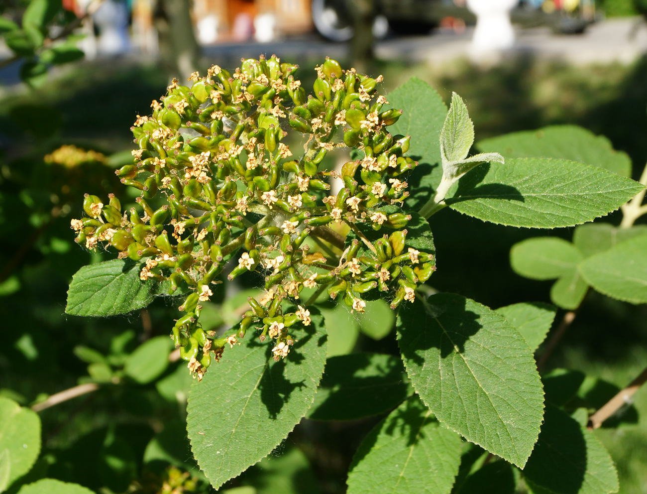 Image of Viburnum lantana specimen.