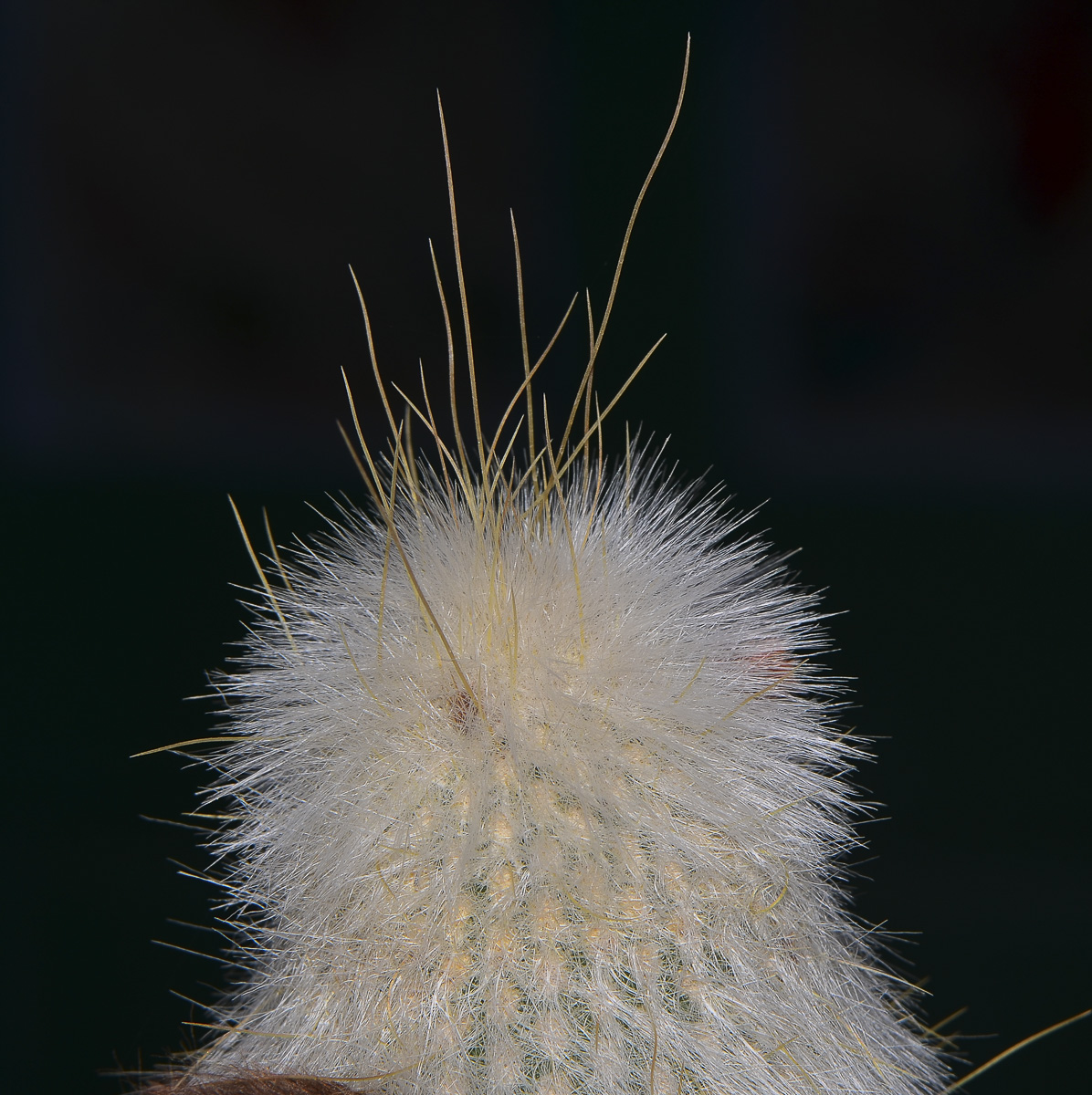Изображение особи Cleistocactus straussii.