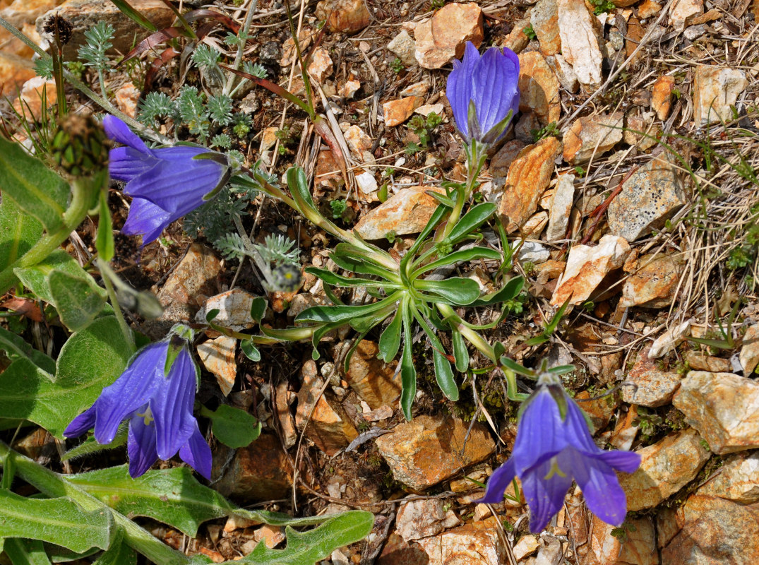 Изображение особи Campanula biebersteiniana.