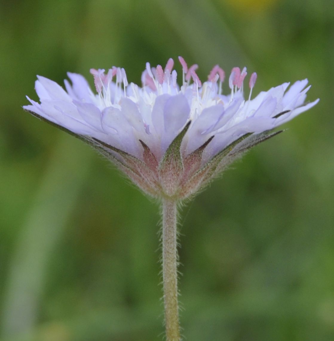 Изображение особи Knautia integrifolia.