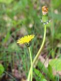 род Taraxacum