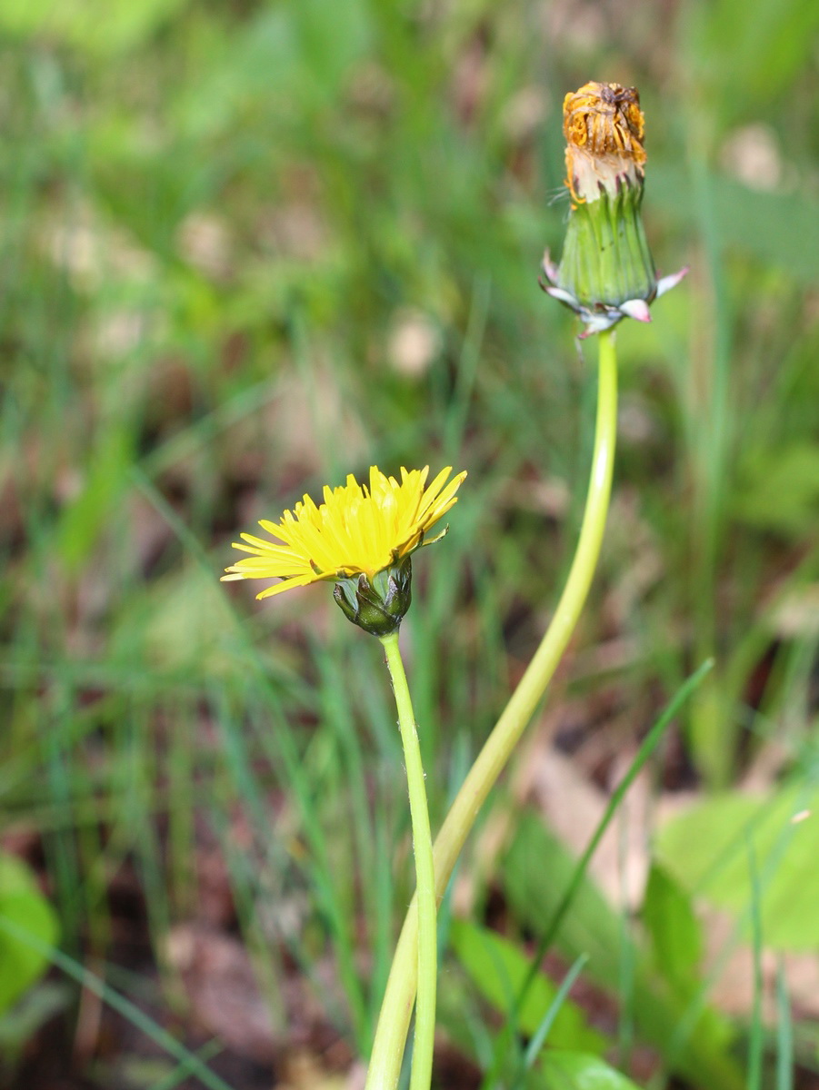 Изображение особи род Taraxacum.