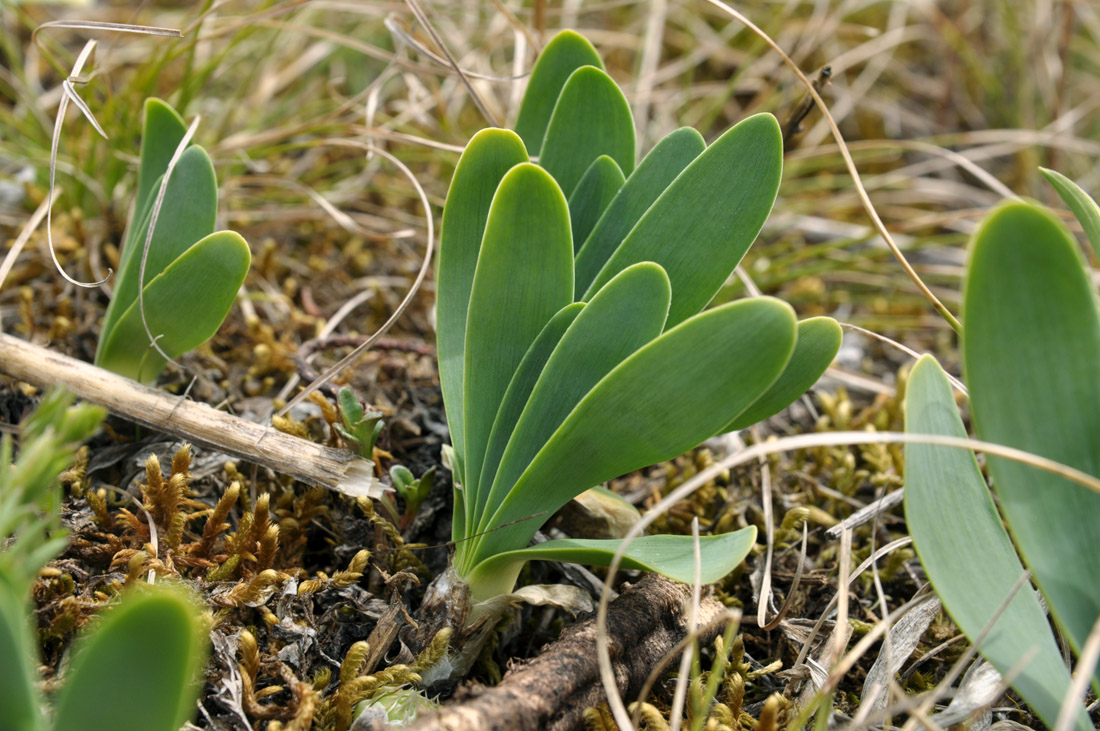 Изображение особи Allium nutans.