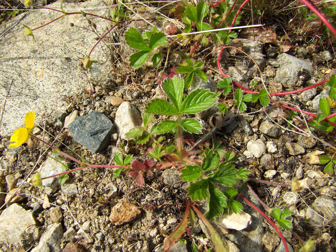 Image of Potentilla stolonifera specimen.