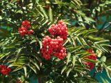 Sorbus sibirica