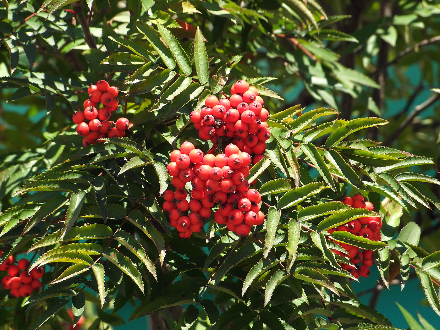 Image of Sorbus sibirica specimen.