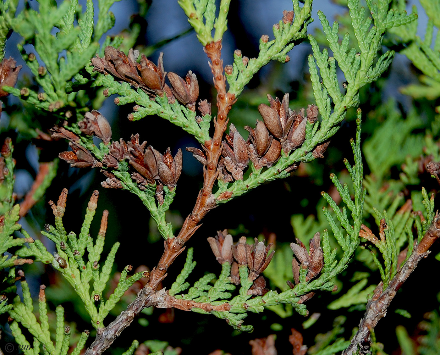 Image of Thuja occidentalis specimen.