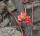 Aizopsis hybrida. Верхушка перезимовавшего побега. Башкортостан, Белорецкий р-н, Ишлинский сельсовет, долина р. Большой Инзер в р-не дер. Карталы, правый берег, каменистая ж.-д. насыпь около ж.-д. моста через реку. 29 апреля 2018 г.