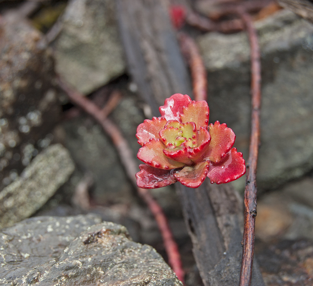 Image of Aizopsis hybrida specimen.