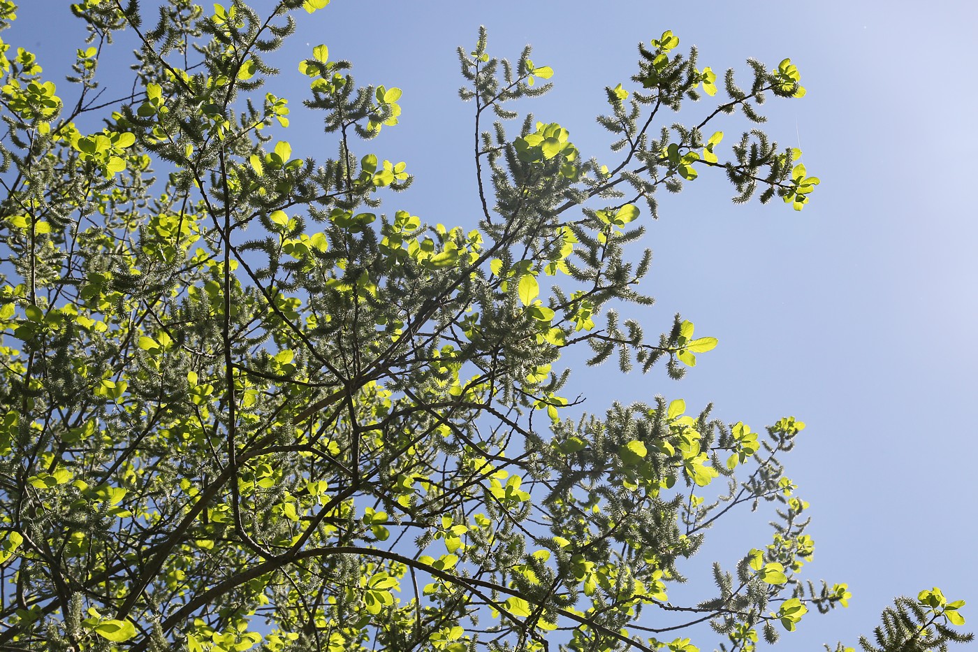 Image of Salix caprea specimen.