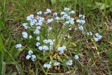 Myosotis sylvatica