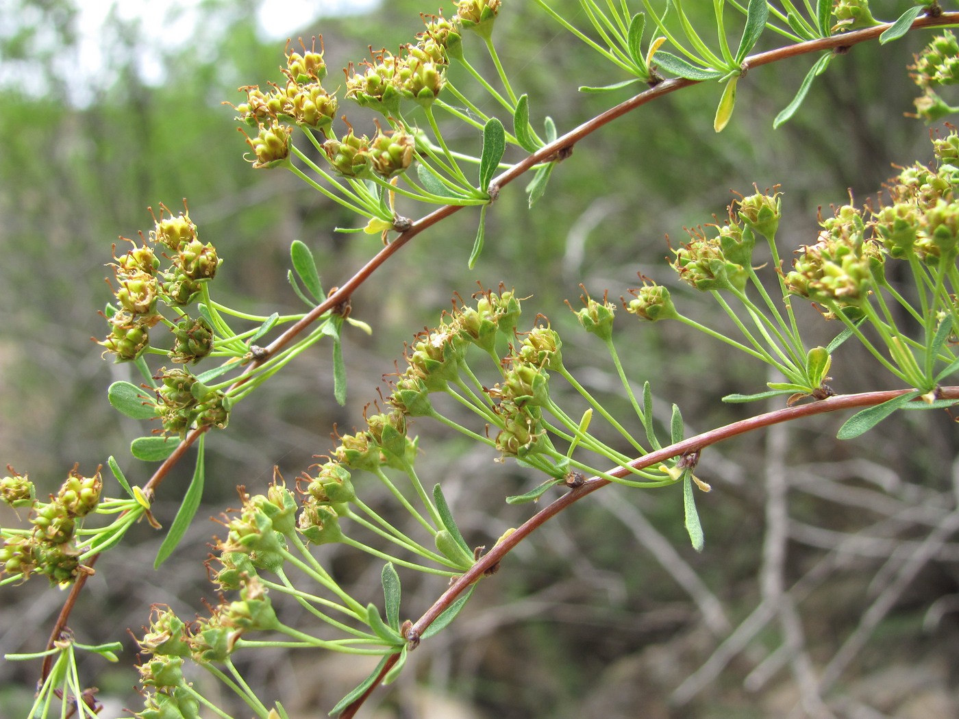 Image of Spiraea hypericifolia specimen.