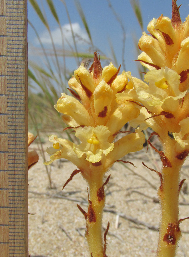 Image of Orobanche centaurina specimen.