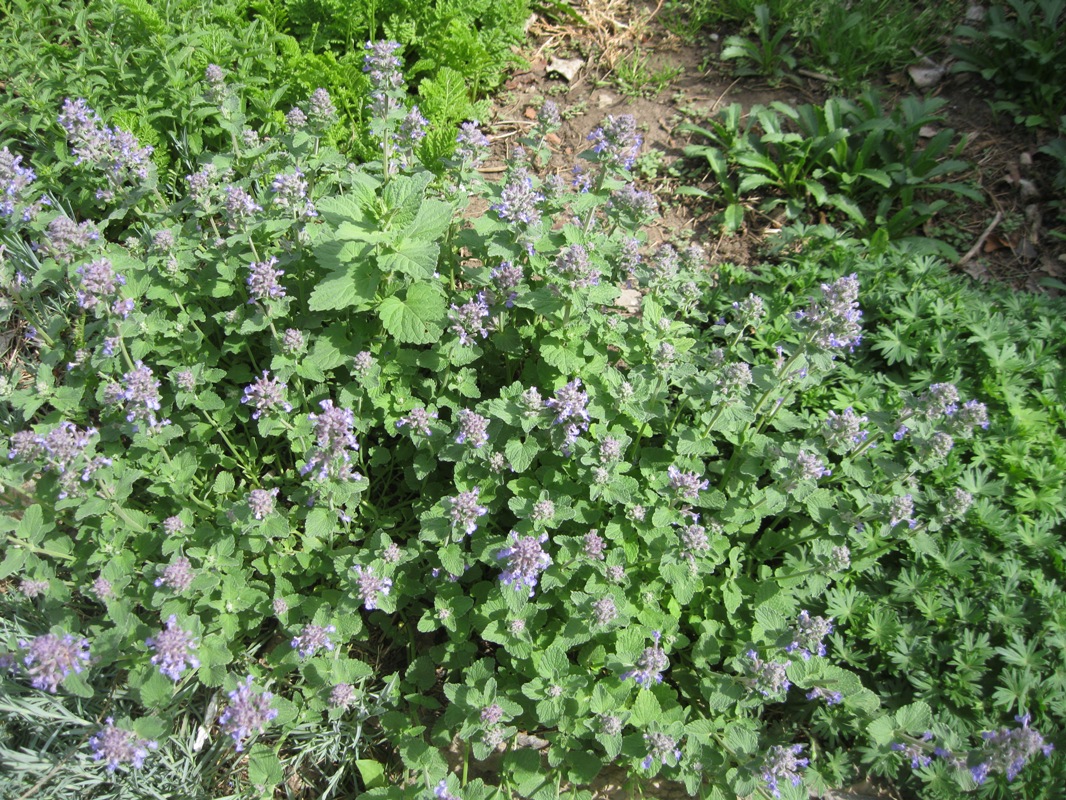 Изображение особи Nepeta mussinii.