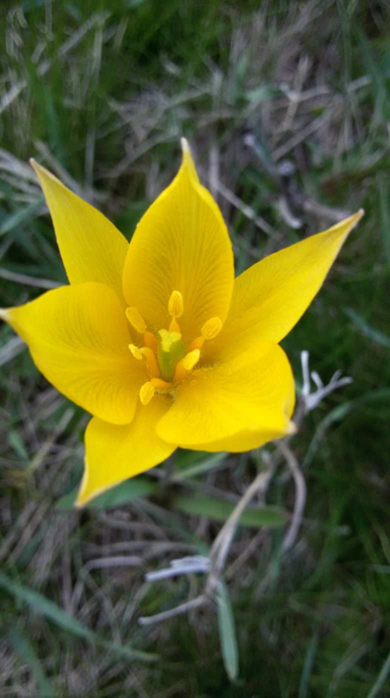 Изображение особи Tulipa biebersteiniana.