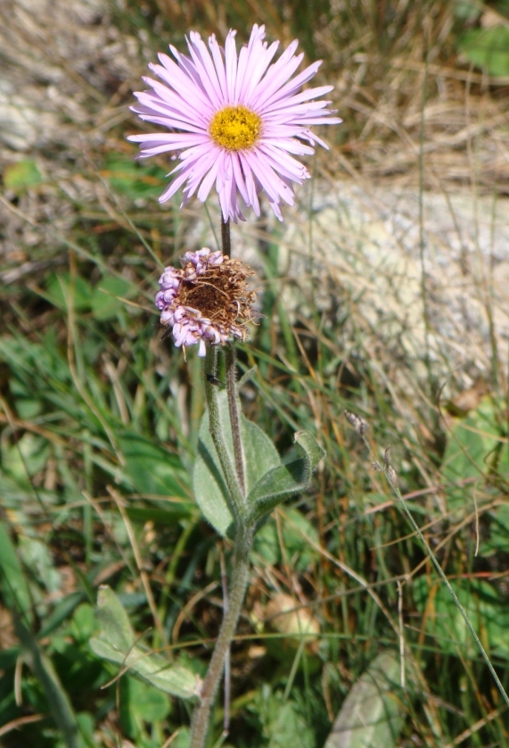 Изображение особи Erigeron &times; raddeanus.