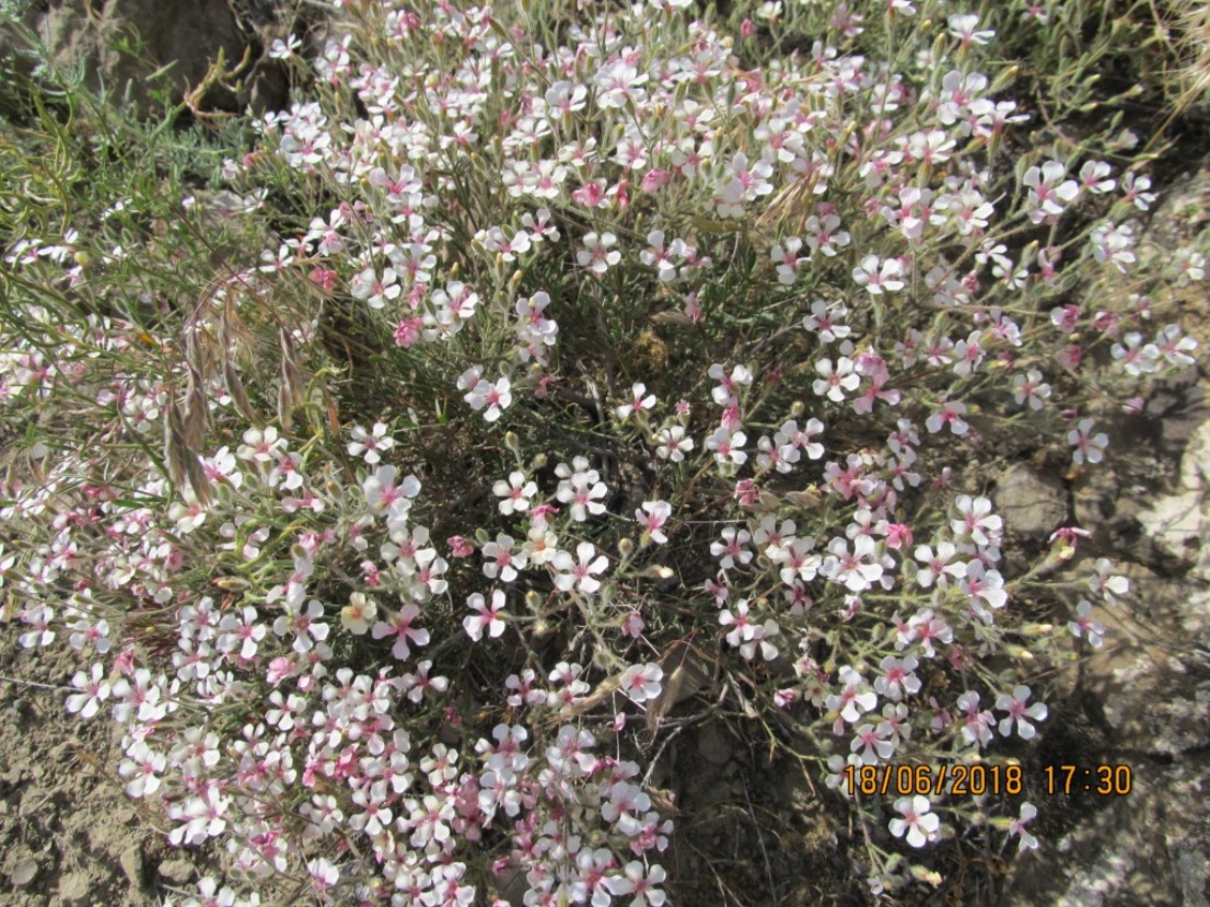 Image of Acanthophyllum versicolor specimen.