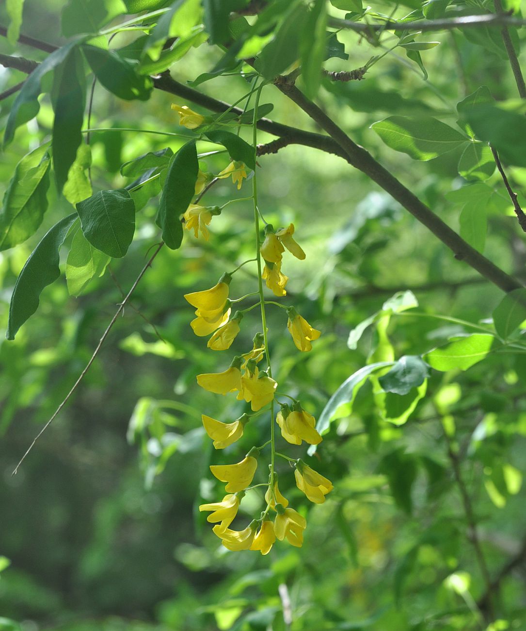 Image of Laburnum anagyroides specimen.