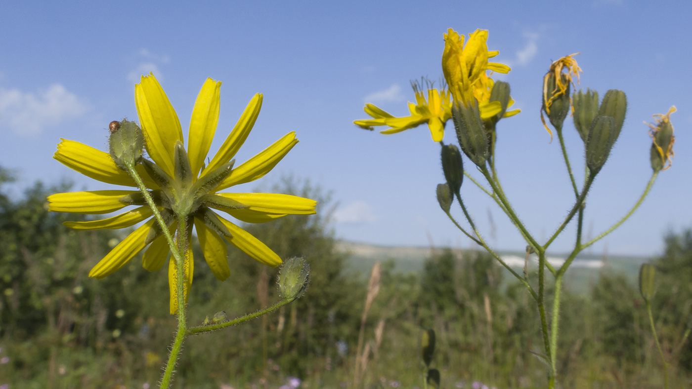 Image of Lapsana grandiflora specimen.