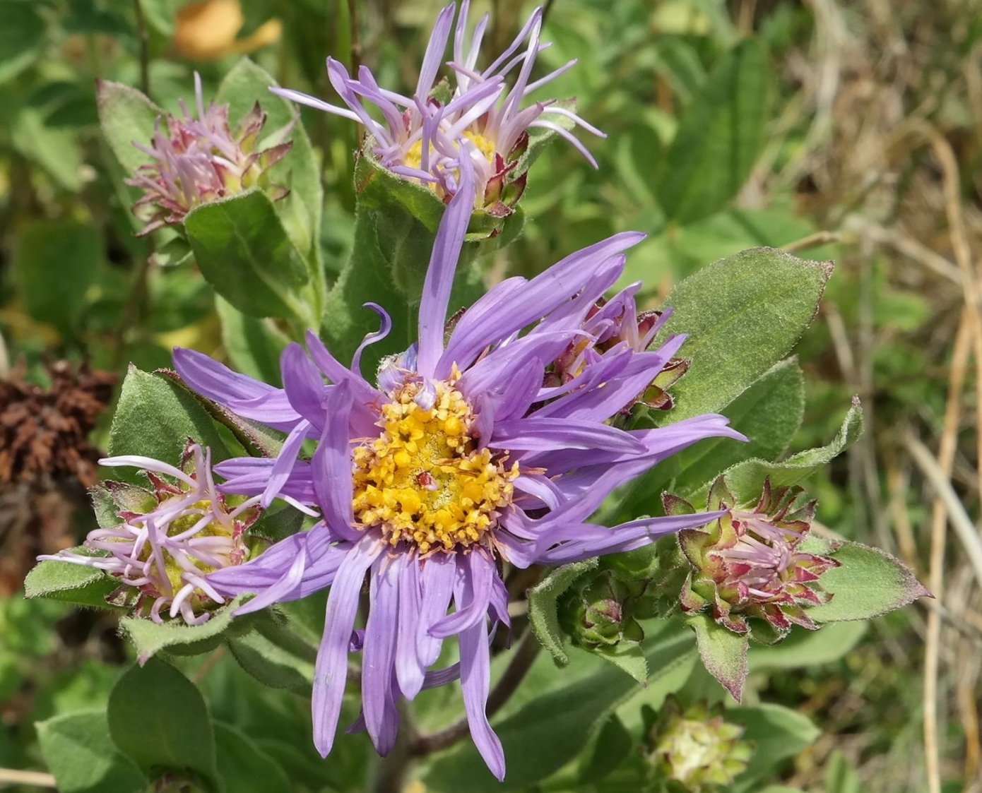 Изображение особи Aster ibericus.