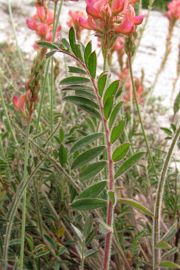 Изображение особи Onobrychis miniata.