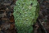 genus Cladonia
