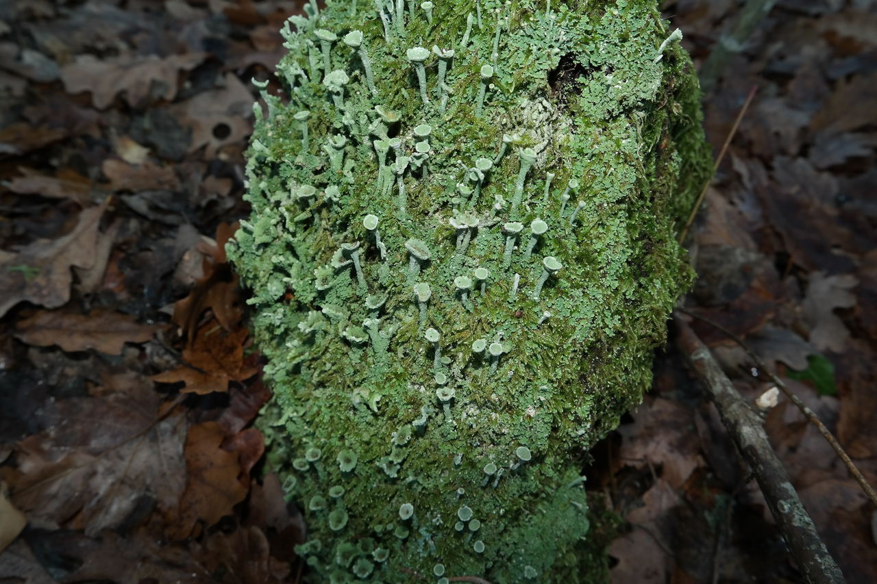 Image of genus Cladonia specimen.