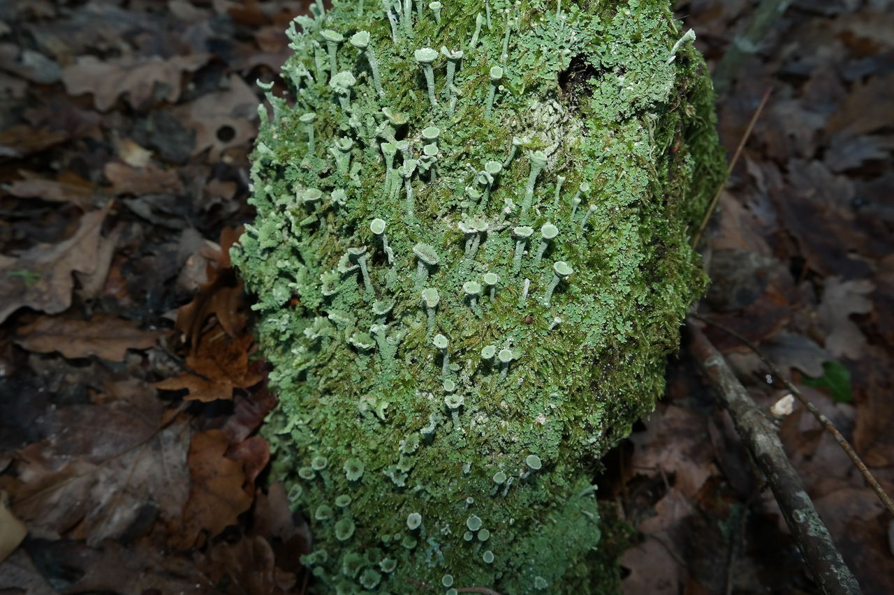 Изображение особи род Cladonia.