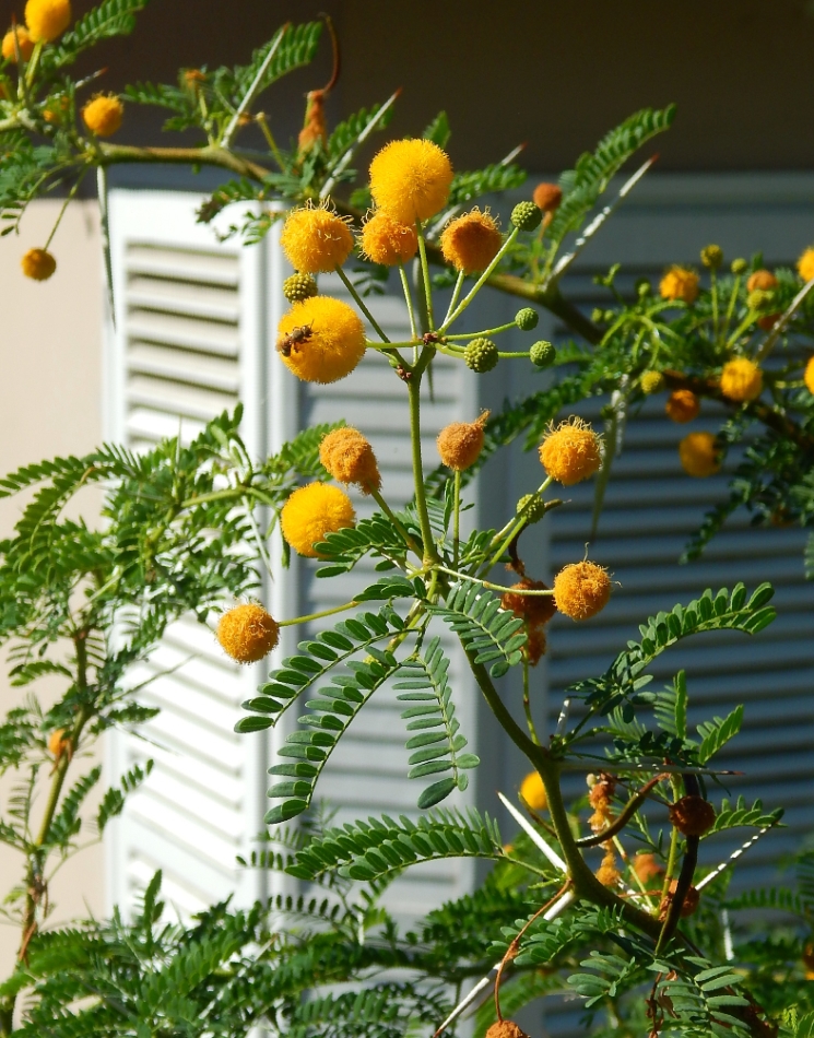 Image of genus Vachellia specimen.