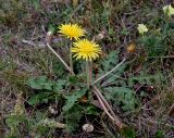 Taraxacum serotinum