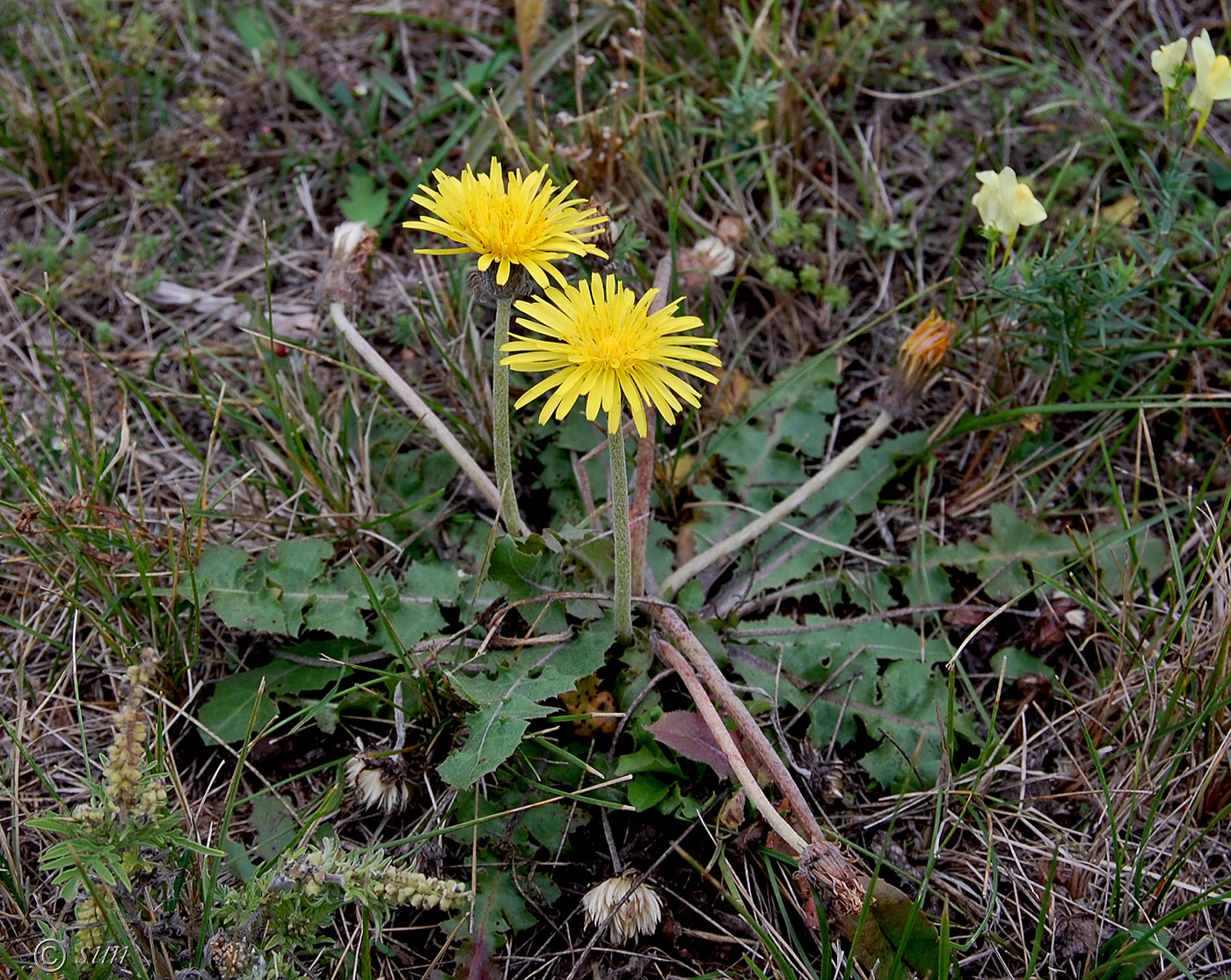 Изображение особи Taraxacum serotinum.