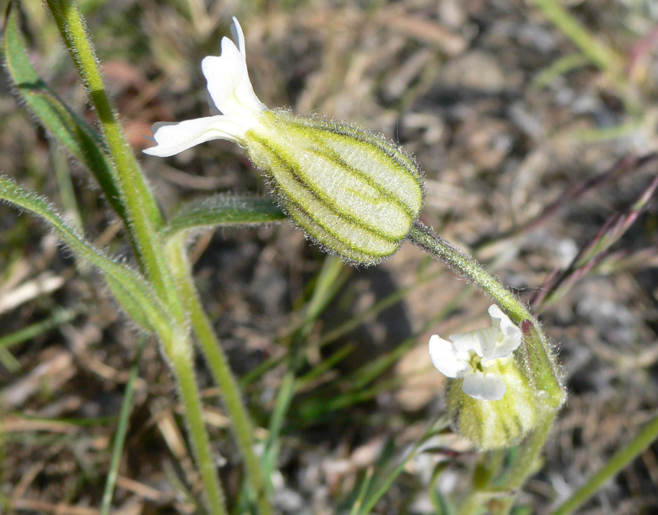 Image of Gastrolychnis furcata specimen.