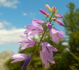 род Campanula. Верхняя часть соцветия. Черногория, муниципалитет Цетине, западный склон массива Ловчен, обочина строящейся дороги. Июль 2018 г.