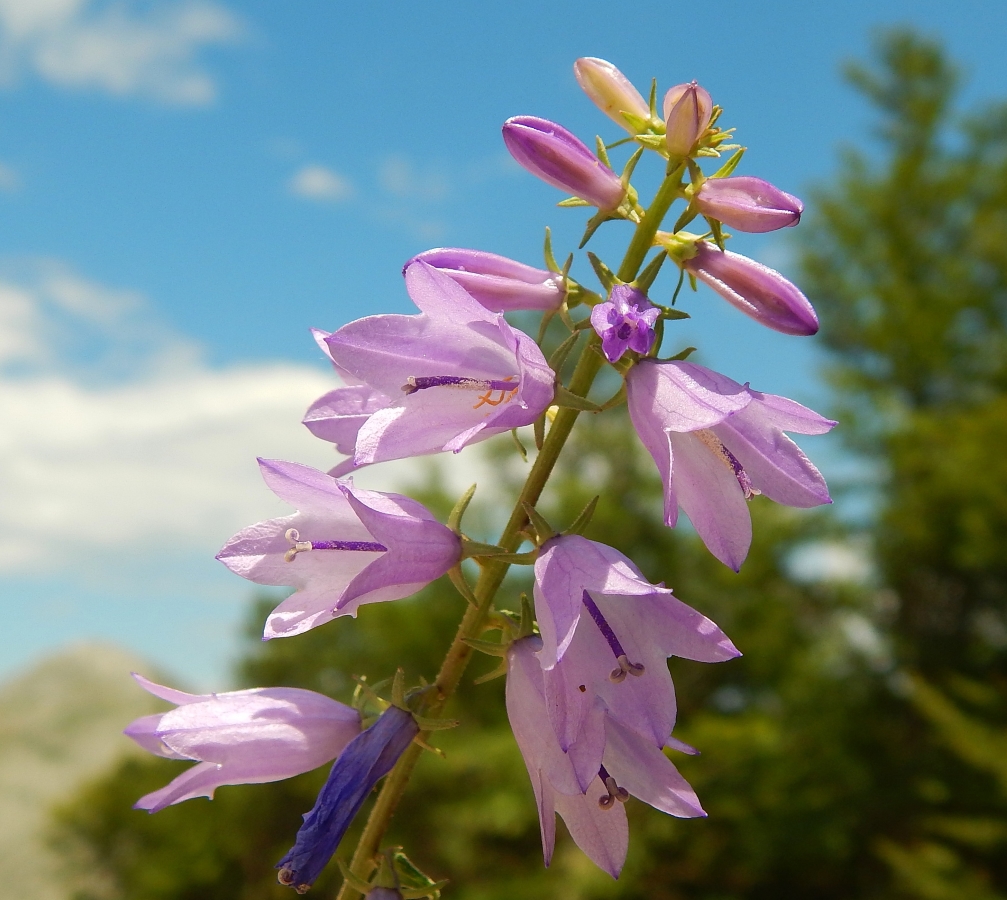 Image of genus Campanula specimen.