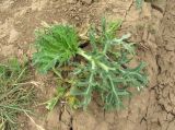 Eryngium campestre