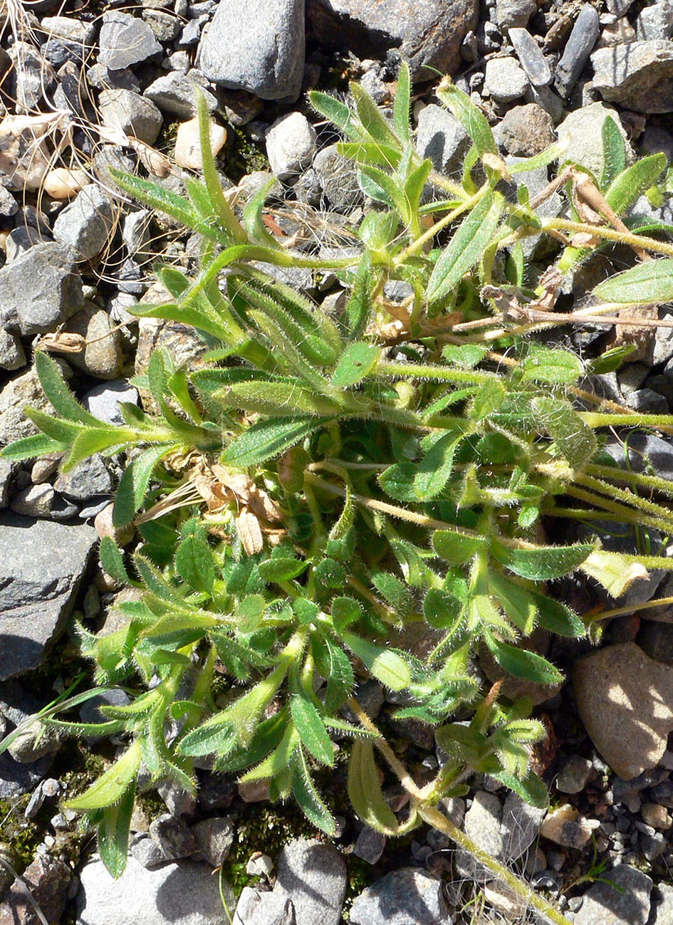 Image of Cerastium beeringianum specimen.