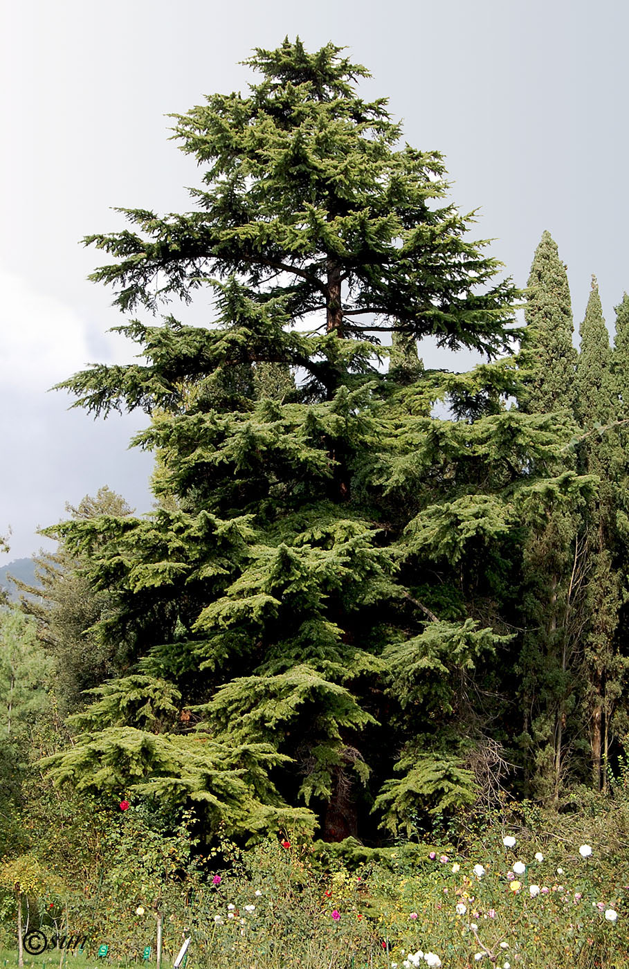 Изображение особи Cedrus deodara.