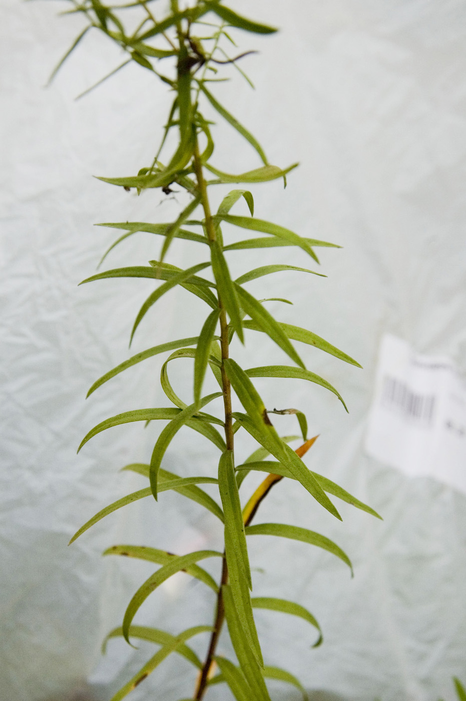 Image of Galatella dahurica specimen.