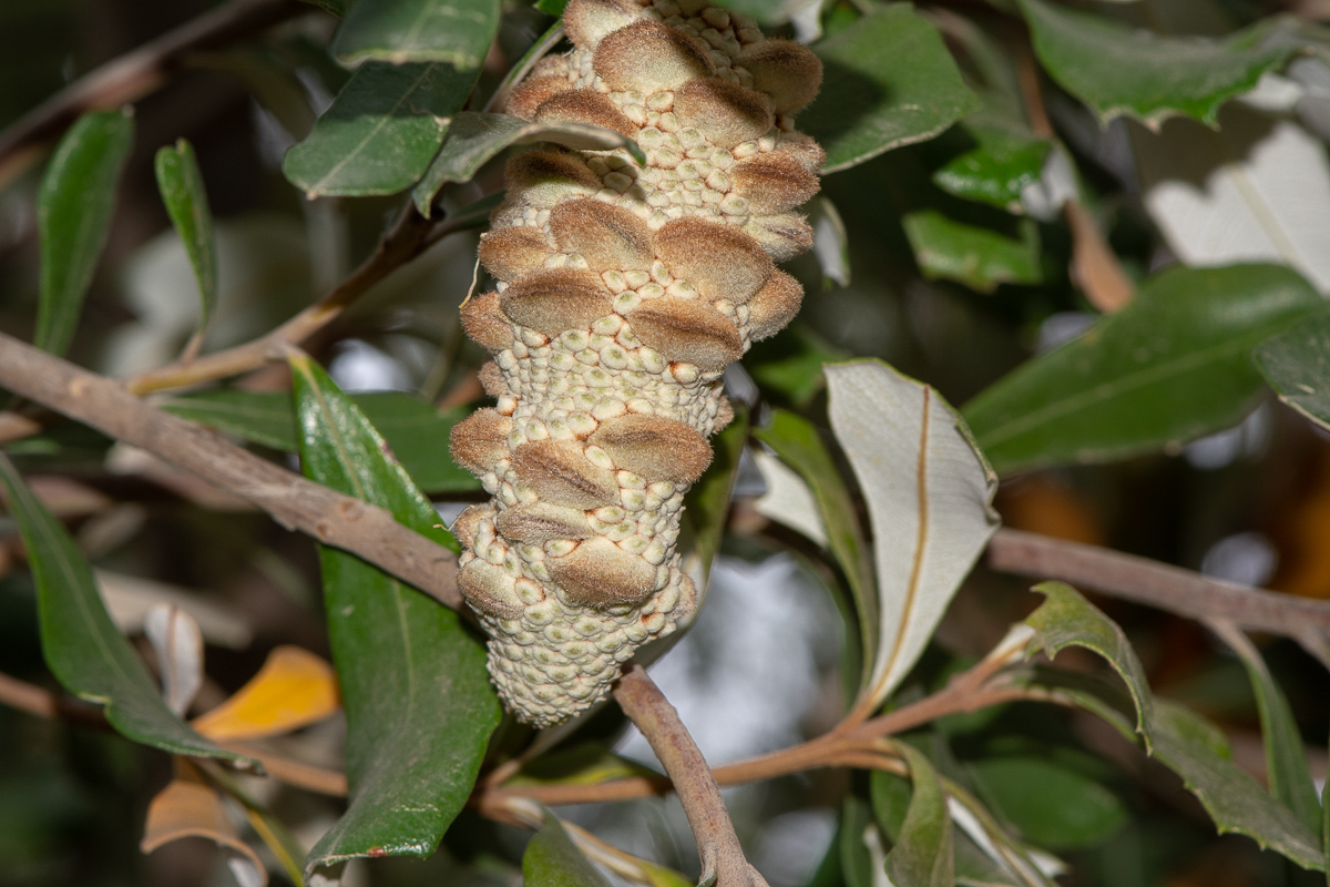 Image of Banksia integrifolia specimen.
