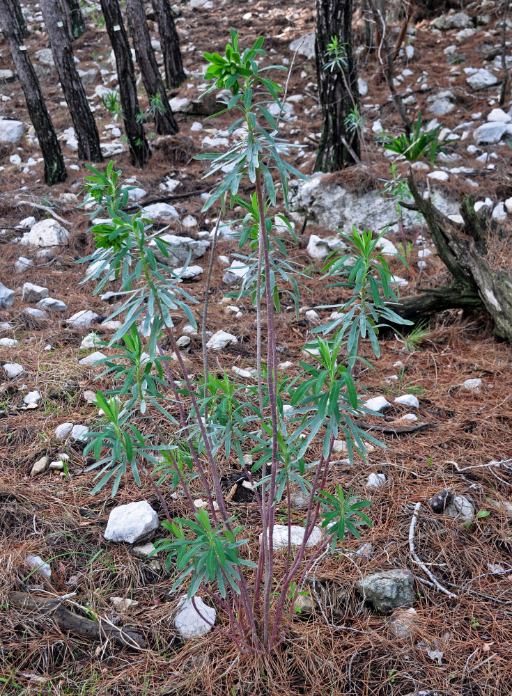 Изображение особи Euphorbia characias.