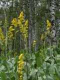 Ligularia macrophylla