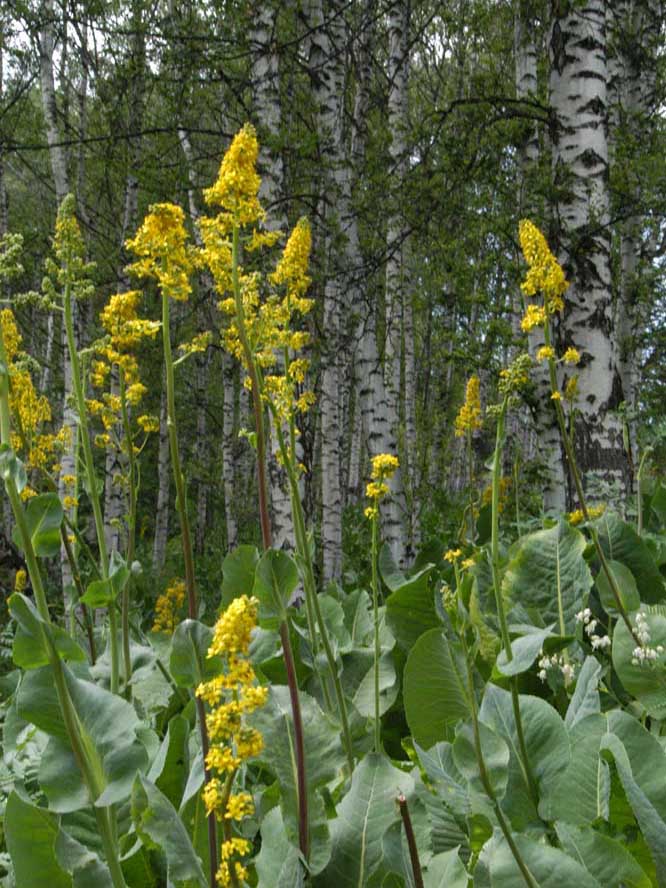 Image of Ligularia macrophylla specimen.
