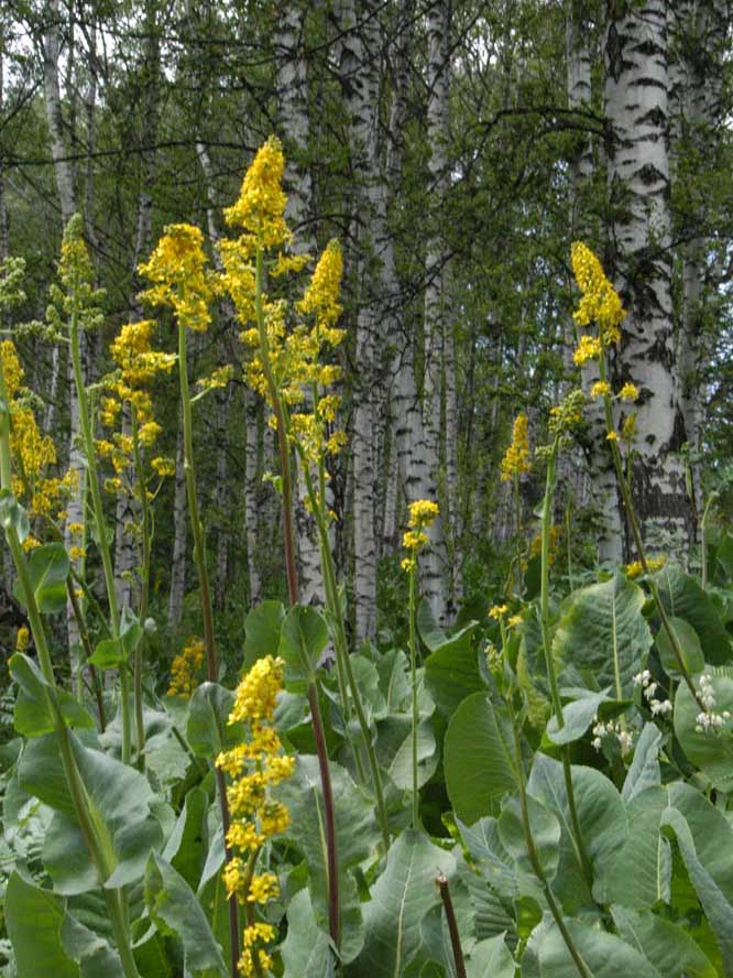 Image of Ligularia macrophylla specimen.